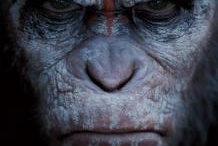 Llega este fin de semana El amanecer del Planeta de los Simios