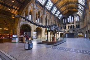 Dippy el Diplodocus será retirado del Museo de Historia Natural de Londres