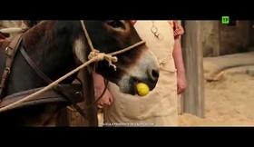 DEMO DOBLAJES PALOMA