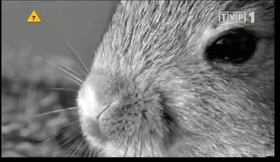 POLACO- voz en off documental