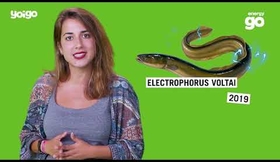 Yoigo presenta: El Rincón de EnergyGO | Episodio 1: Tramos horarios para pagar menos luz